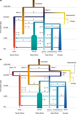 1Nimgi_117_250px-Best_models_for_the_human_evolutionary_origins_–_a_weakly_structured_stem_best_describes_two-locus_statistics.webp.png